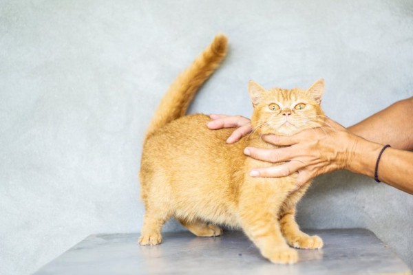 9 Nama Kucing Unik Terinspirasi Minuman Manis Imut