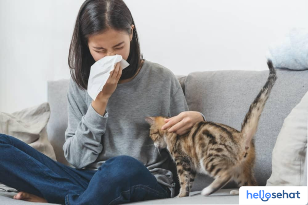 Atasi Alergi Kucing: Tips Ampuh & Pengobatan Alami